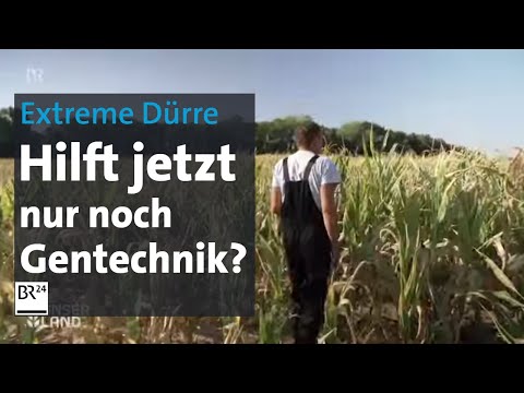 Hitze, Dürre, Trockenheit auf Bayerns Feldern: Letzter Ausweg Gentechnik? | BR24
