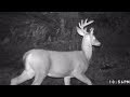 Trail Cam Pic Extravaganza