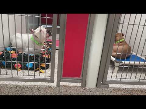 Chad-left white 10y A699691 kennel 186 PACC shelter needs good bit 2 relax but all good 20250704 456