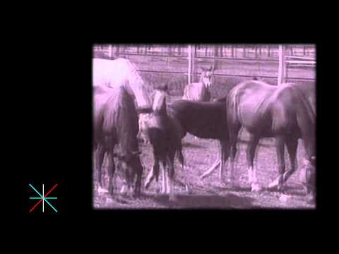 "MOJ LIČNI PEČAT" HD - Raša Popov - 5 epizoda