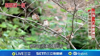 外來種八哥搶地盤! "菜市場鳥"麻雀銳減│新聞深一度20251224｜三立新聞台