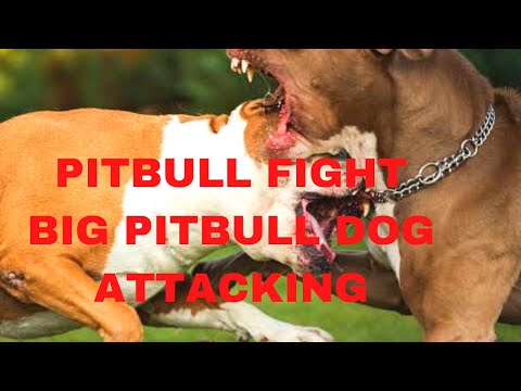 Pitbull dogs fighting pitbull | bully kuty kohati gultair all types dog available