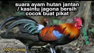 Download lagu Suara pikat ayam hutan jantan / kasintu jagona 100%cocok buat mikat mp3 Download lagu Suara pikat ayam hutan jantan / kasintu jagona 100%cocok buat mikat mp3