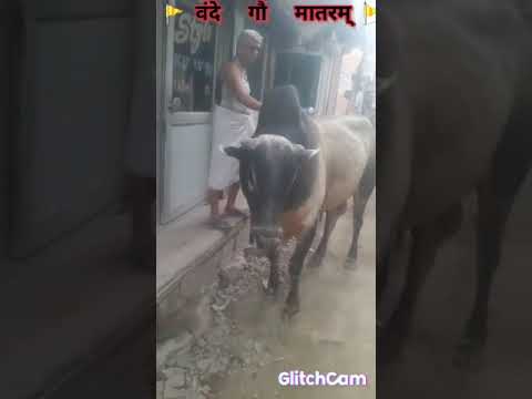 Darbar mein uparwale ke-hera pheri-amitabh bachchan-vinod khanna-bollywood song