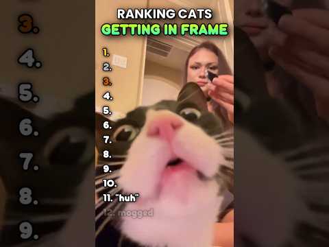 These cats steal ALL the spotlight... 😹