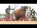 Kamuzu Academy GULE WAMKULU Project Part 02 10b Excerpt 03 NJOVU MALAWI