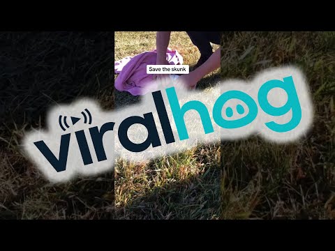 Setting An Italian Skunk Free || ViralHog