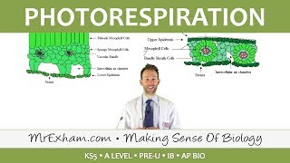 C3 and C4 Plants - Photorespiration - Post 16 Biology (A Level, Pre-U, IB, K-12)