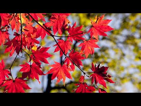 Puiu Chibici şi Ramona Ibănescu - De Tine simt nevoie