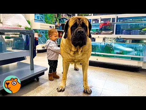 Huge Mastiff Acts Like a Baby, Man Didn't Expect It | Cuddle Buddies