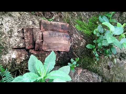 BEES IN THE HEART OF TREE