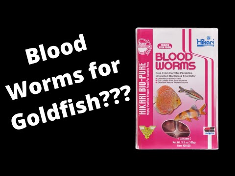 [4K] Should You Feed Goldfish Blood Worms?