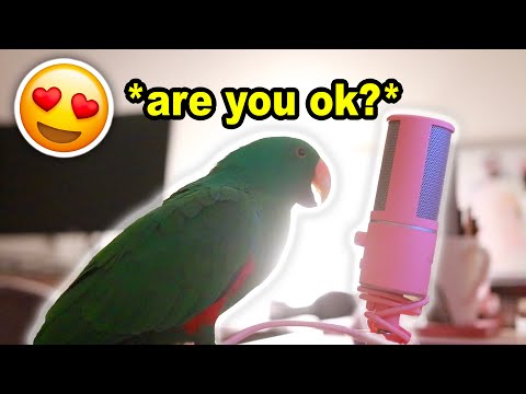 ストレート5分間マイクに鳥がささやく（あなたの悲しみを癒すために）※字幕付き (Bird Whispers Into Microphone for 5 Minutes Straight (to cure your sadness) *with subtitles*)