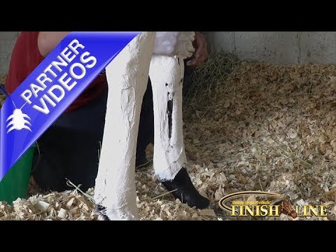  How to Apply Poultice On Your Horse Video 
