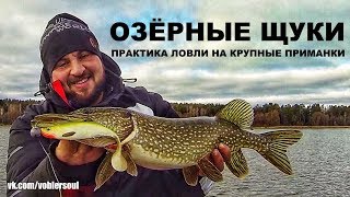 Приманки для осенняя щука на спиннинград