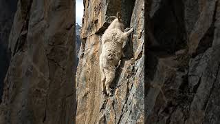 THIS LOOKS IMPOSSIBLE 😳 | Mountain Goat Climbs Vertical Cliff (AI Simulation)