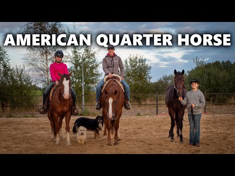 , title : 'Historia rasy koni western American Quarter Horse AQH'