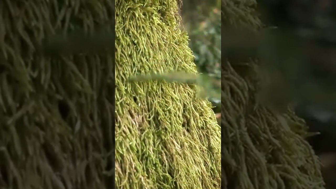 Primitive vegetation in development #universe #documentary #science #history #earth #yt