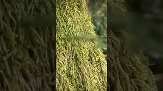 Primitive vegetation in development #universe #documentary #science #history #earth #yt