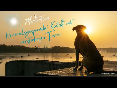 Himmelsgespräche: Meditation für den Kontakt mit verstorbenen Tieren I Geführte Meditation I 25 Min.