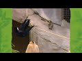 BARNEY Jungle Friends Rock Like A Monkey