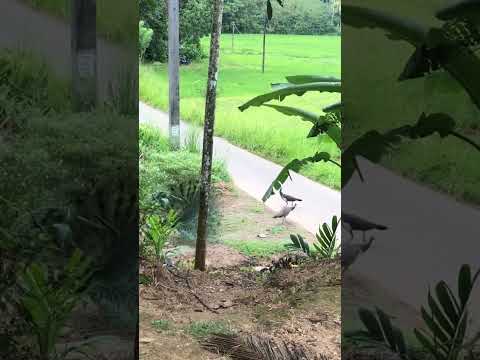 #nature #peacock #beauty