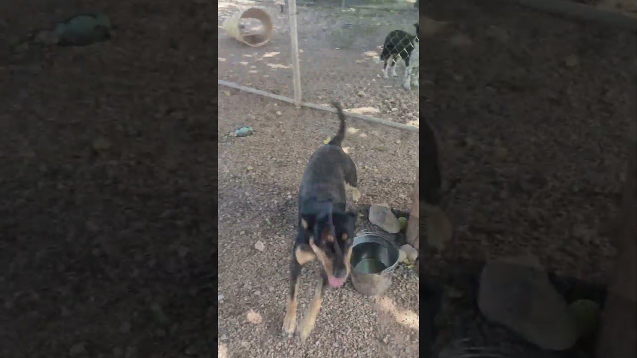 Enlarge Freya, a Adopted mixed breed in Tombstone, AZ video 6/6