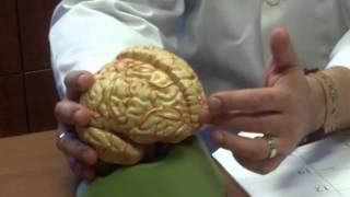 Brain the Winner in Chess