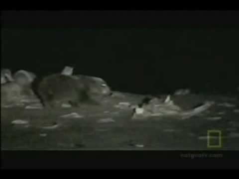 Barren Ground Grizzly Bear - Polar Bear Encounter
