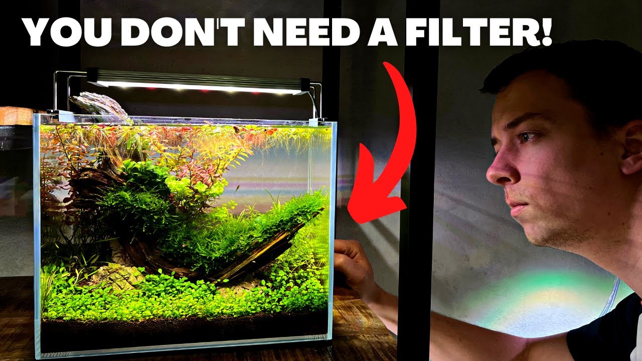 HOW TO: NO FILTER AQUARIUM - Nano Aquascape For Guppy Babies!