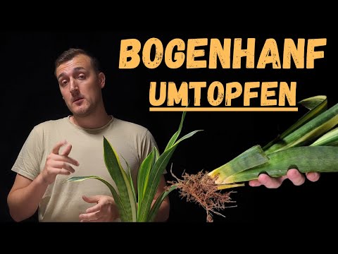 Vorsicht beim Umtopfen von Bogenhanf