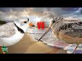 America's Favorite Shorebird - Championship Round Voting is Open!
