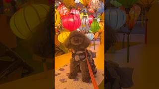 【ランタンナイト】#横浜 #イベント #犬とお出かけ #犬 #犬のいる暮らし #犬動画 #いぬ #いぬのいる生活 #トイプードル #ランタン #ベトナム #幻想的 #夏 #dog