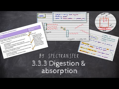 EASY REVISION AQA A-Level Biology 3.3.3 Digestion & Absorption
