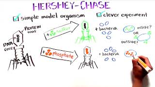 The Hershey and Chase Experiment | Discovery of DNA as the genetic material