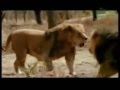 lion vs tiger fights - YouTube
