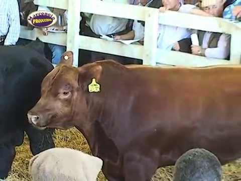 Remate Anual Terragarba, Resumen del Martillero Gervasio Saenz Valiente