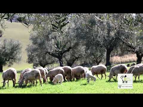 Pecore ed Agnelli felici al pascolo con salto dell'agnellino dalla collinetta