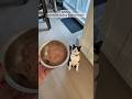 Eat With Toby ️ Tuxedocat