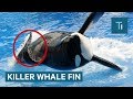 Why Killer Whales Fins Collapse  And Why It S More Common In Captivity