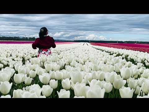 Relaxing Music at the Tulip Farm in New Zealand