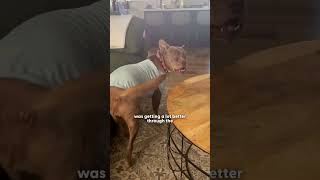The Rescue Community Saves This Sick Pittie — Twice | The Dodo