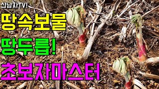 땅속 보물 !초보자 땅두릅 쉽게찾기?구별 방법 4월 봄나물 중풍 암예방 항염작용 비뇨기 독활 효능 자리공 관…