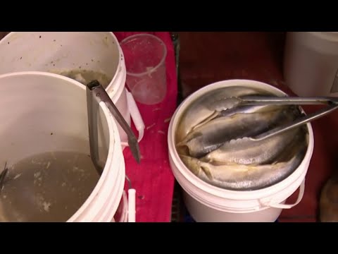 Rotting meat and other violations found at popular Hamtramck ...