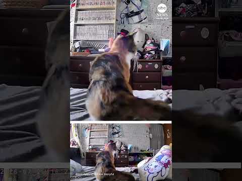 Cat leaps from bed moments before earthquake rocks Japan