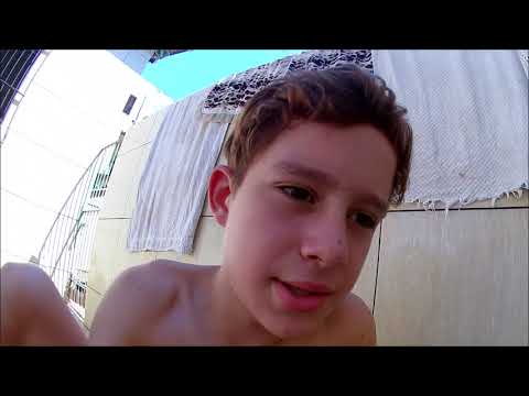 Filhotes da Luna, American Staffordshire Terrier