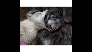صوت الذئب عواء الذئب نباح الذئب wolf sound