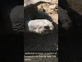 ANIMALS WHICH COULD LIVE MORE THAN 200 YEARS Longevity AnimalLifespan OldestAnimals