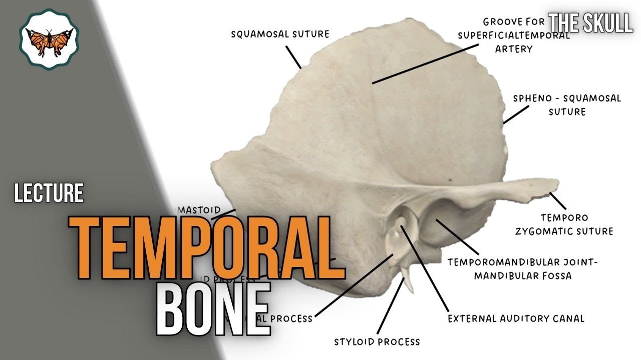 Temporal bone | The skull