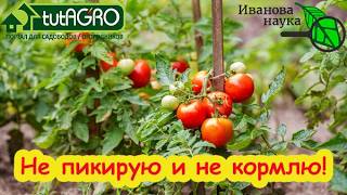 РАССАДА ДЛЯ ЛЕНИВЫХ: без стаканов, подкормок и пикировки. И БЕЗ ХЛОПОТ! Попро?